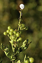 BUITEN BEELD Foto: 282468