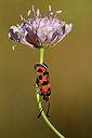 BUITEN BEELD Foto: 282509