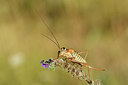 BUITEN BEELD Foto: 282521