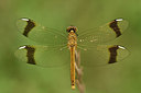 BUITEN BEELD Foto: 282539