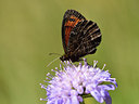 BUITEN BEELD Foto: 282784