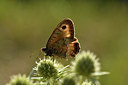 BUITEN BEELD Foto: 282830