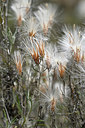 BUITEN BEELD Foto: 282847