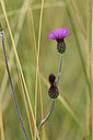 BUITEN BEELD Foto: 282862