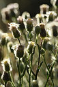 BUITEN BEELD Foto: 282878
