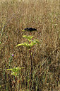 BUITEN BEELD Foto: 282882