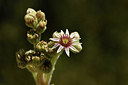 BUITEN BEELD Foto: 282915
