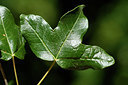 BUITEN BEELD Foto: 282932