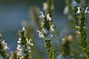 BUITEN BEELD Foto: 282959
