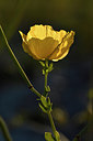 BUITEN BEELD Foto: 282961