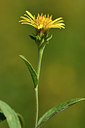 BUITEN BEELD Foto: 282970