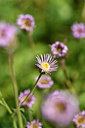 BUITEN BEELD Foto: 283008
