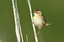 BUITEN BEELD Foto: 283016