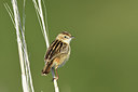 BUITEN BEELD Foto: 283017