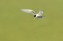 BUITEN BEELD Foto: 283029