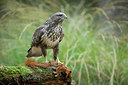BUITEN BEELD Foto: 283038