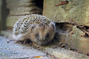 BUITEN BEELD Foto: 283093