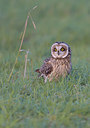 BUITEN BEELD Foto: 283121