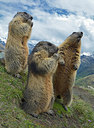 BUITEN BEELD Foto: 283220