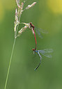 BUITEN BEELD Foto: 283246