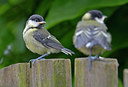 BUITEN BEELD Foto: 283256