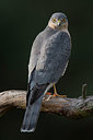 BUITEN BEELD Foto: 283259