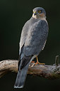 BUITEN BEELD Foto: 283260