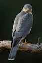 BUITEN BEELD Foto: 283261