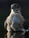 BUITEN BEELD Foto: 283263