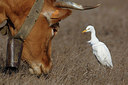 BUITEN BEELD Foto: 283293
