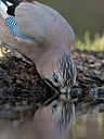 BUITEN BEELD Foto: 283296