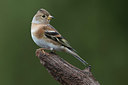 BUITEN BEELD Foto: 283299