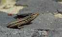 BUITEN BEELD Foto: 283340
