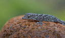 BUITEN BEELD Foto: 283345