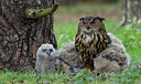 BUITEN BEELD Foto: 283355