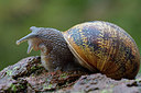 BUITEN BEELD Foto: 283374