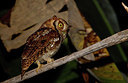 BUITEN BEELD Foto: 283385