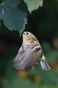 BUITEN BEELD Foto: 283389