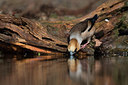BUITEN BEELD Foto: 283392