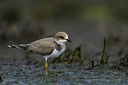 BUITEN BEELD Foto: 283427