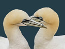 BUITEN BEELD Foto: 283470