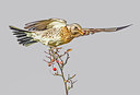 BUITEN BEELD Foto: 283471