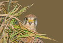 BUITEN BEELD Foto: 283489