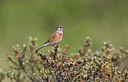 BUITEN BEELD Foto: 283515