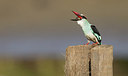 BUITEN BEELD Foto: 283523