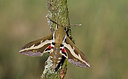 BUITEN BEELD Foto: 283544