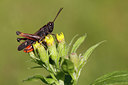 BUITEN BEELD Foto: 283560