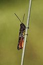 BUITEN BEELD Foto: 283570