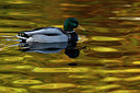 BUITEN BEELD Foto: 283611