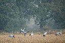 BUITEN BEELD Foto: 283632